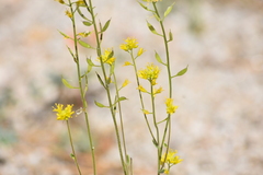 Draba demareei