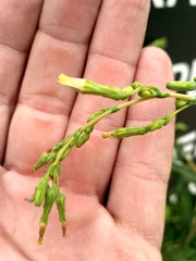Lactuca serriola