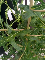 Lactuca serriola