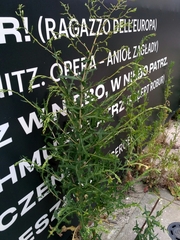 Lactuca serriola