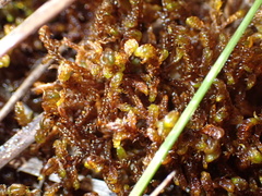 Scorpidium cossonii
