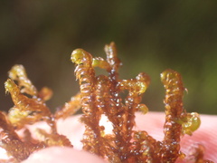 Scorpidium cossonii