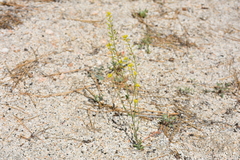 Draba demareei