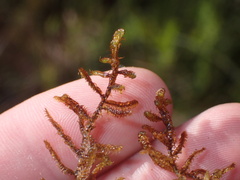 Scorpidium cossonii
