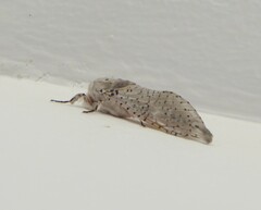 Polyphagozerra coffeae