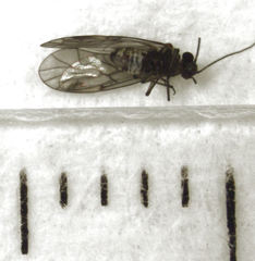 Peripsocus maoricus
