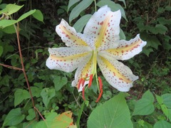 Lilium auratum