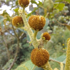 Croton magdalenensis