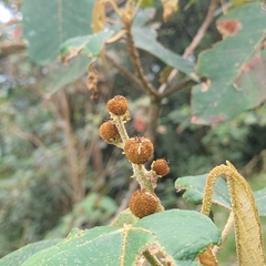 Croton magdalenensis