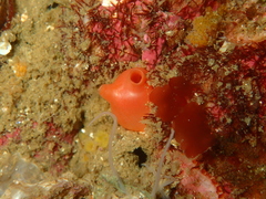 Cnemidocarpa finmarkiensis