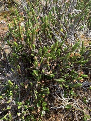 Cassiope tetragona
