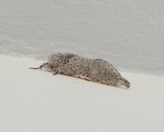 Polyphagozerra coffeae