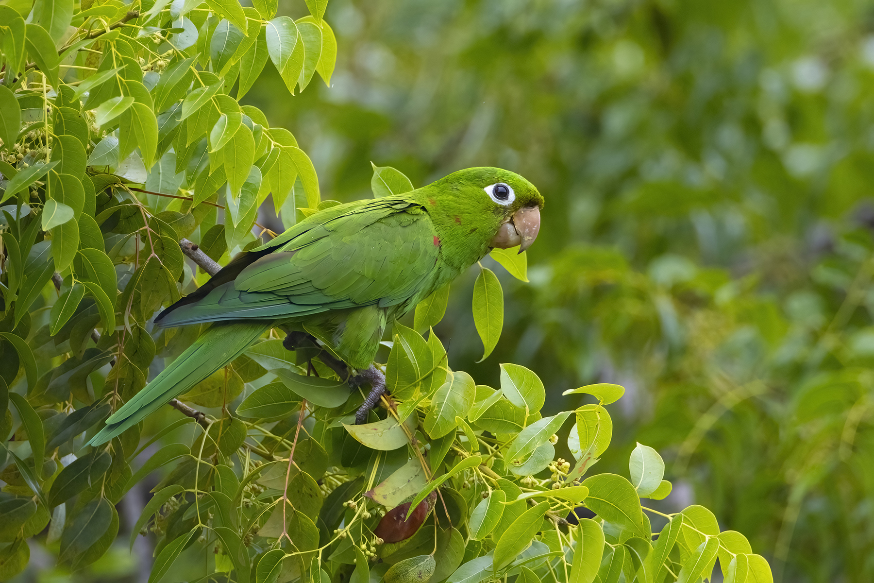 Hispaniolan Parakeet (Psittacara chloropterus) · iNaturalist