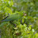 Hispaniolan Parakeet - Photo (c) Pedro Genaro Rodriguez, some rights reserved (CC BY-NC), uploaded by Pedro Genaro Rodriguez