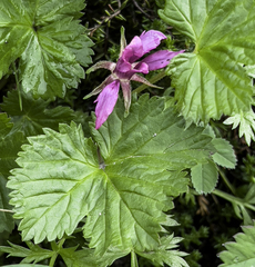 Rubus arcticus stellatus