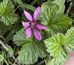 Rubus arcticus stellatus