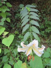Lilium auratum