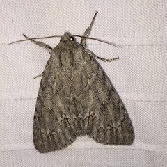 Acronicta americana