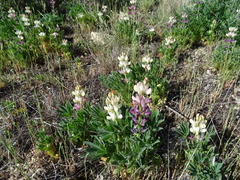 Lupinus gredensis