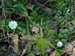 Evolvulus prostratus