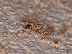 Amydria margoriella