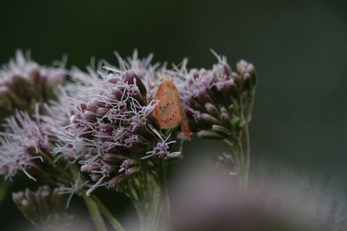 Rosy Footman, 6301 Valkenburg, Nederland, photo 8 of 10