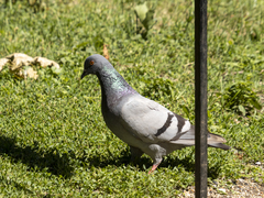 Columba livia domestica
