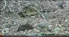 Crypturellus erythropus