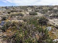 Cassiope tetragona