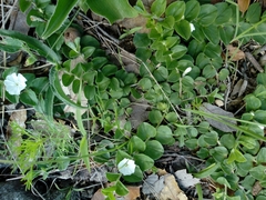 Evolvulus prostratus