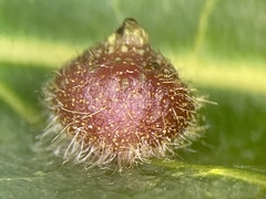 Caryomyia turbanella