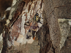 Synanthedon scoliaeformis