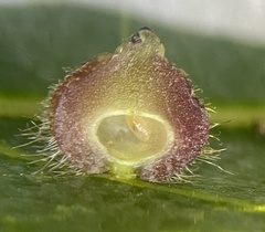 Caryomyia turbanella