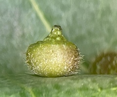 Caryomyia turbanella