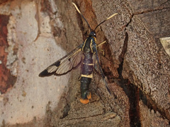 Synanthedon scoliaeformis