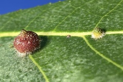 Caryomyia turbanella