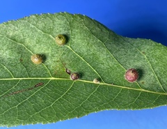 Caryomyia turbanella