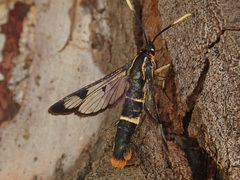 Synanthedon scoliaeformis