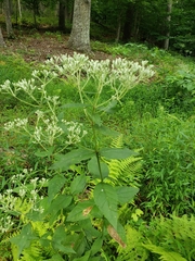 Eupatorium godfreyanum