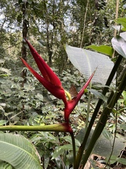 Angiospermae