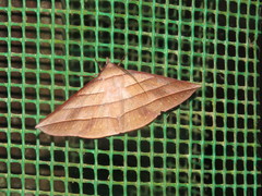 Sarcinodes reductatus