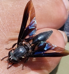 Pangoniinae
