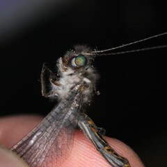 Ululodes quadripunctatus