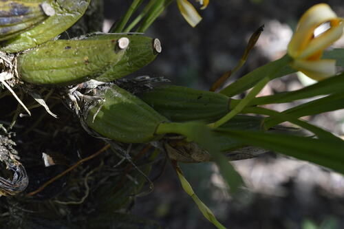 Maxillaria porphyrostele, photograph 2