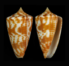 Conus dampierensis