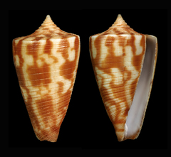 Conus dampierensis
