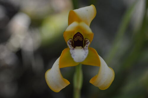 Maxillaria porphyrostele