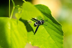 Euodynerus foraminatus