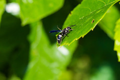 Euodynerus foraminatus