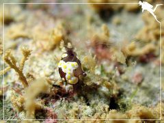 Colpodaspis thompsoni